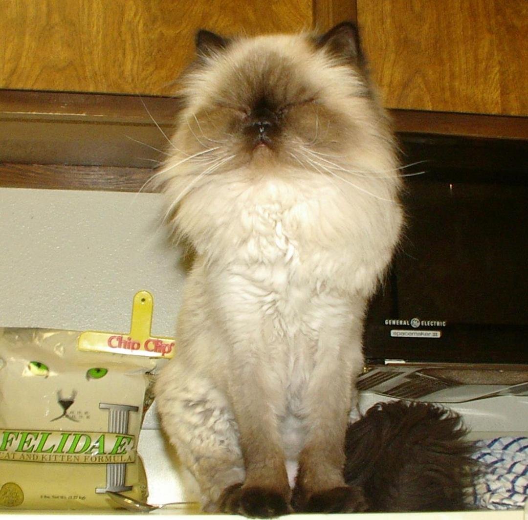 Another pic I found of my little angel. She could look so elegant, almost as if she knew her picture was being taken.
