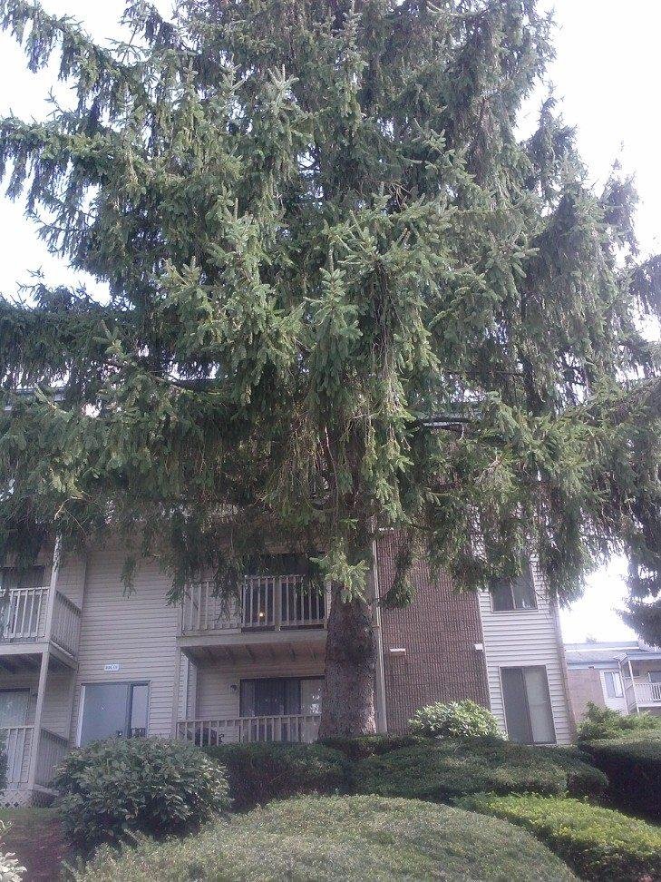 Will my spruce be next????