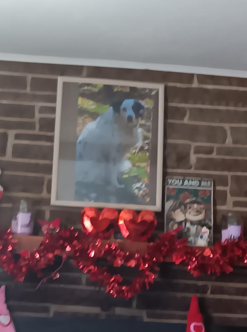 There's my best buddy. Hanging above my mantle. My favorite picture of him , he's so healthy.