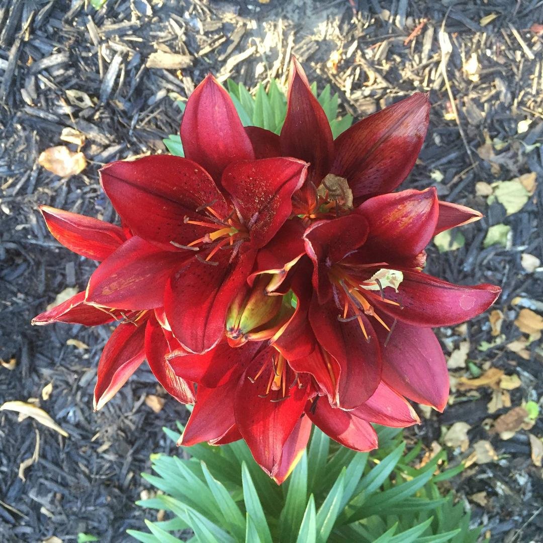 HELENE SCHALL's album, Timeline Photos