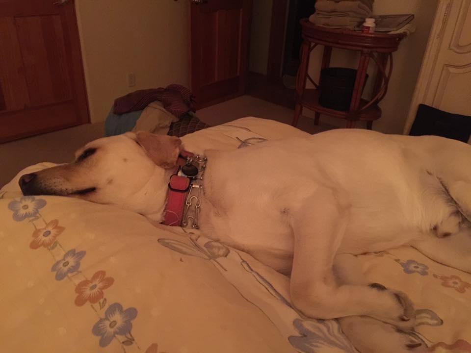 Lazy dog