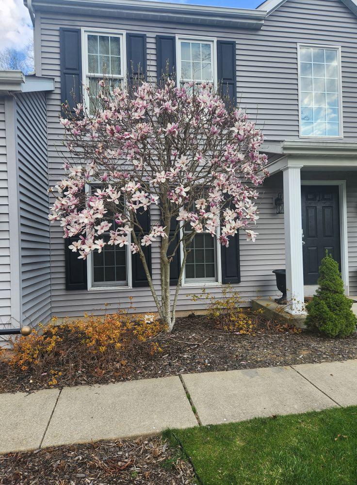 My tulip tree is finally blooming!