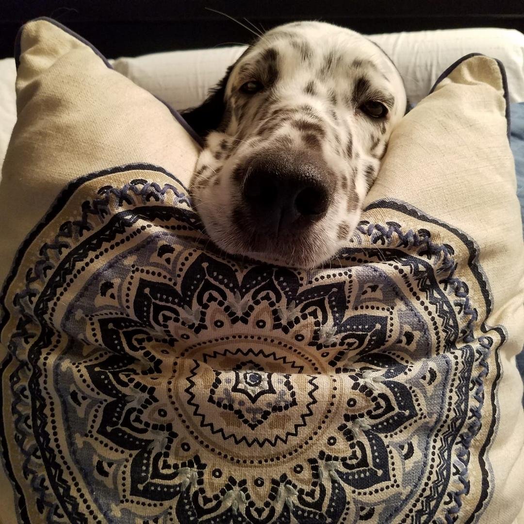 Nox has a love/hate relationship with pillows, today is love.