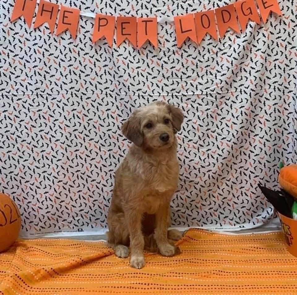 Bella wishes everyone a Happy Halloween🎃
