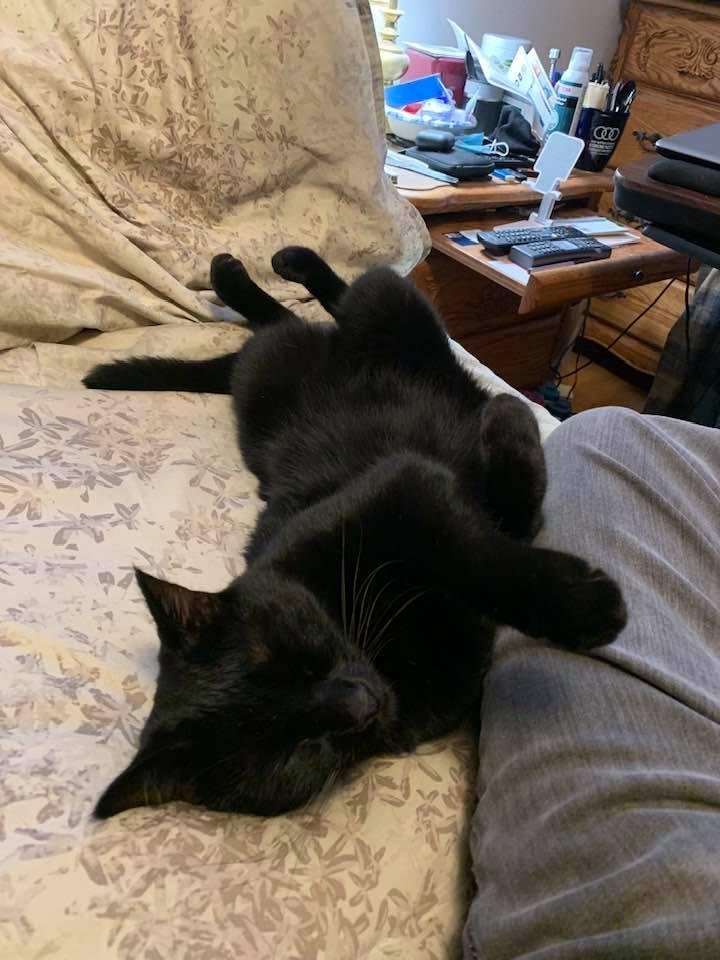 I am watching the Northwestern football team while the cat is taking a pre-sleep nap. Look who has the most comfortable part of the bed