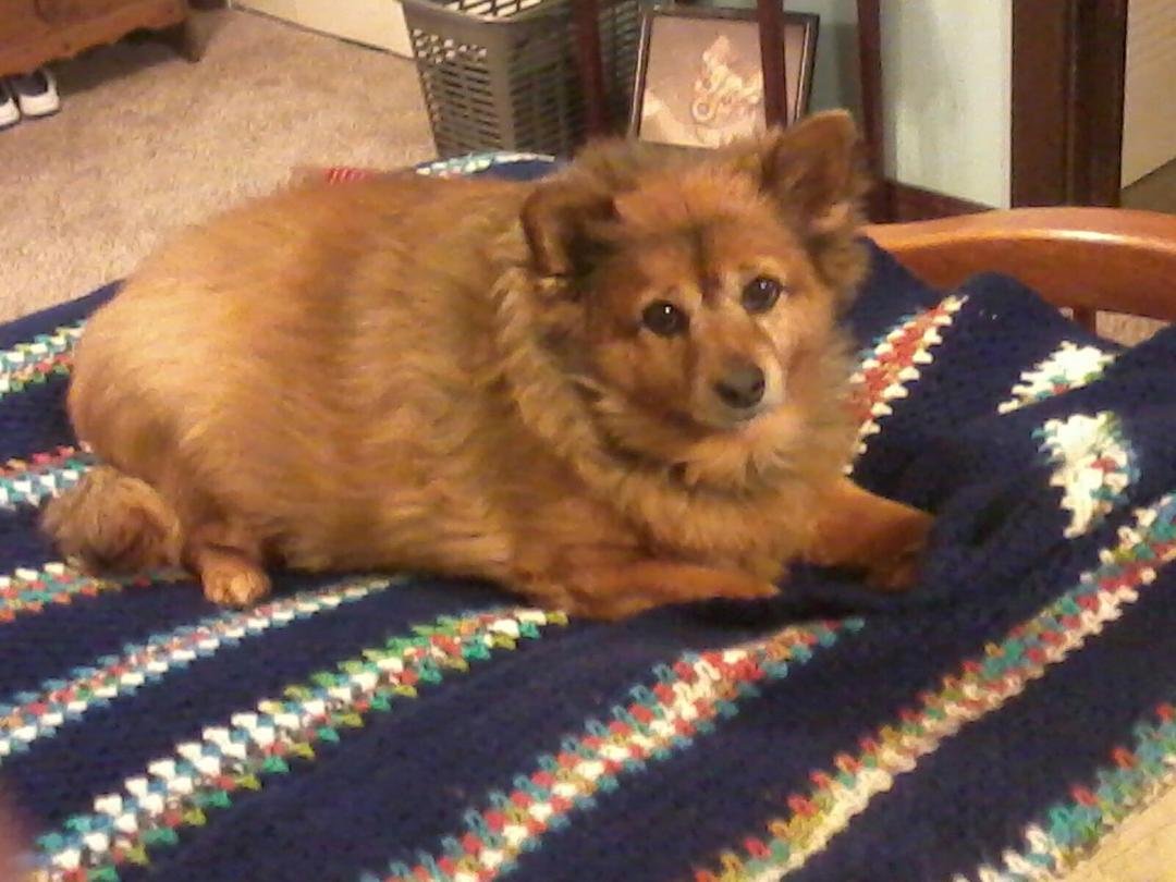 Everyone meet coco moms dog