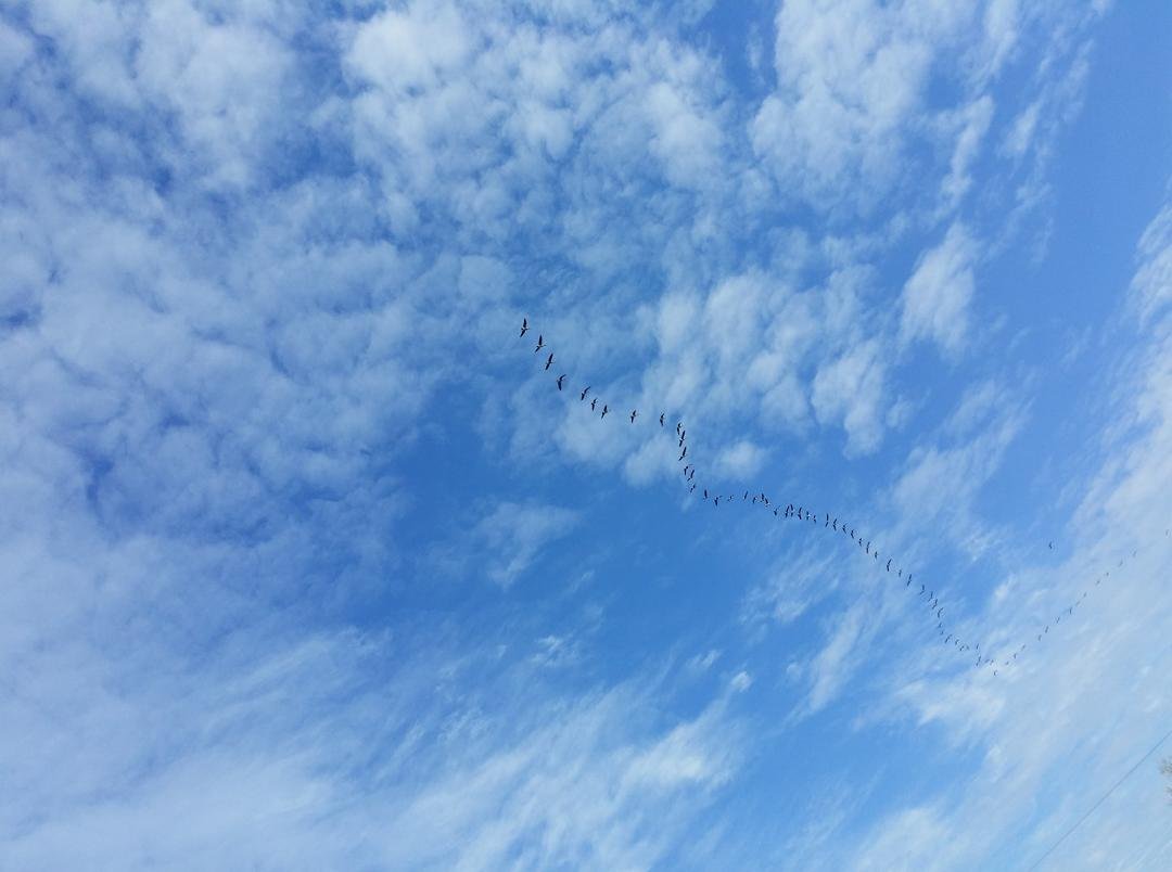 The geese are flying by!