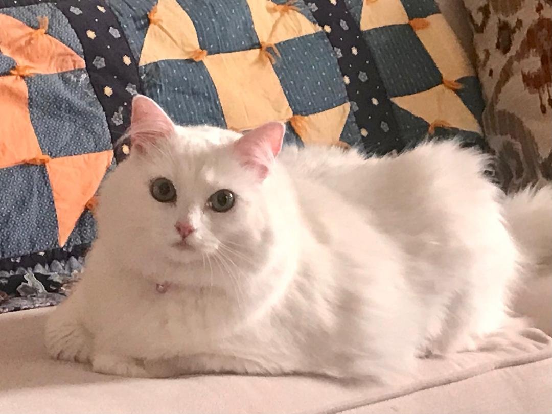 Pretty Peri!