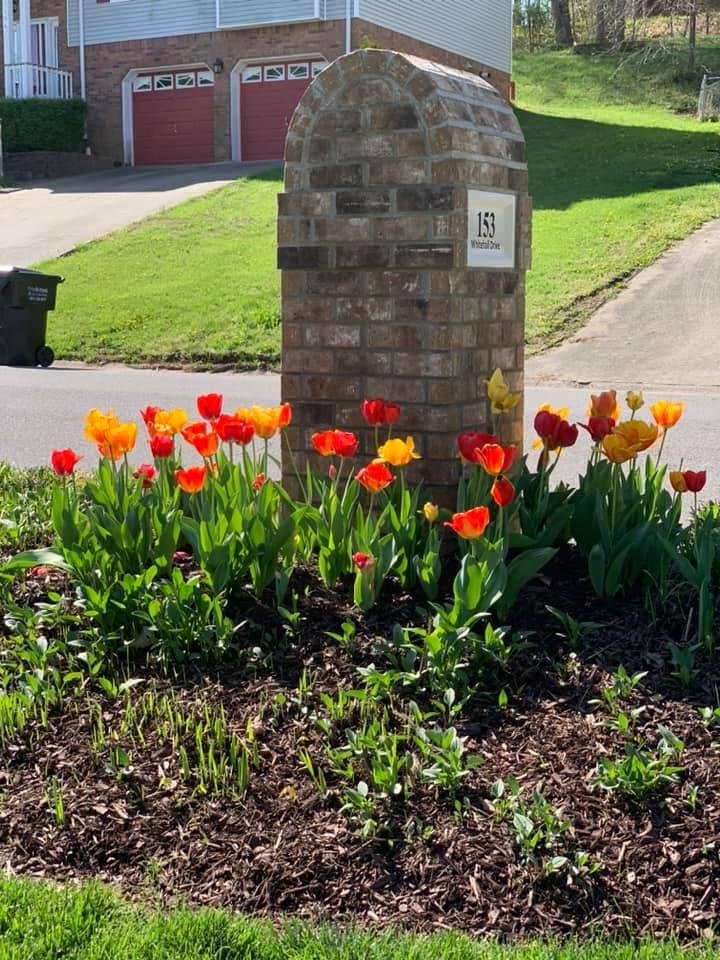 Tulips blooming will make your heart sing!!