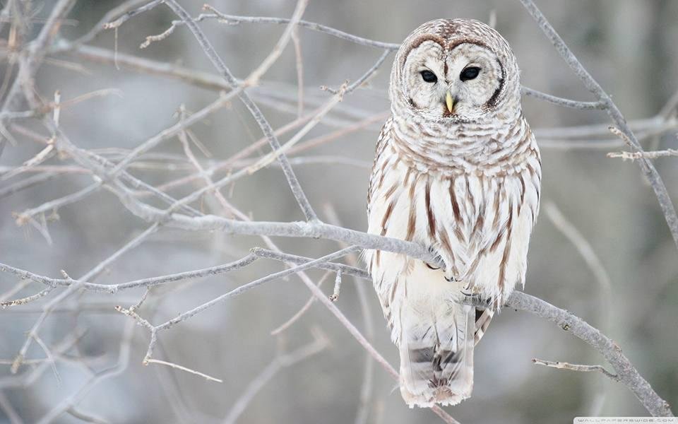 Ethan, this s for you. We love owls.