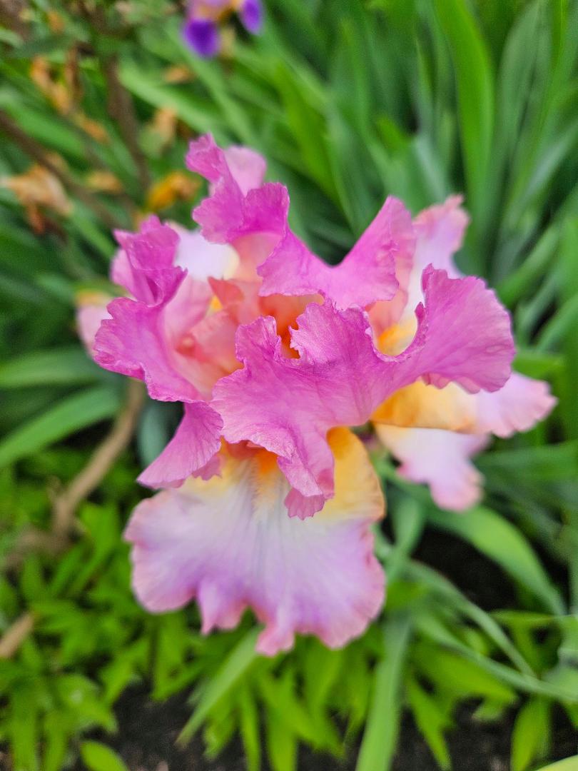 Sandra Sloden's album, Mobile uploads