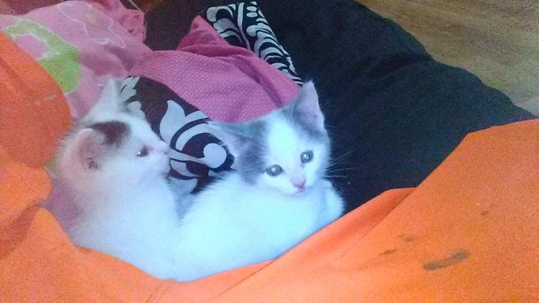 Looking to give the grey kitten away Free
Call or text if interested
651-417-1023