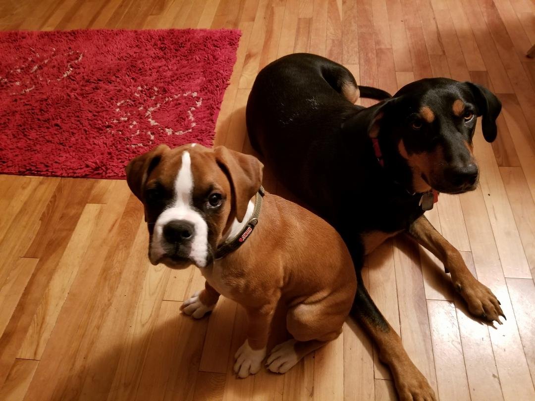 Rocky is now 13 weeks old. Jackson and Rocky get along great. He puts up a lot of Rocky climbing all over him and chewing on him.