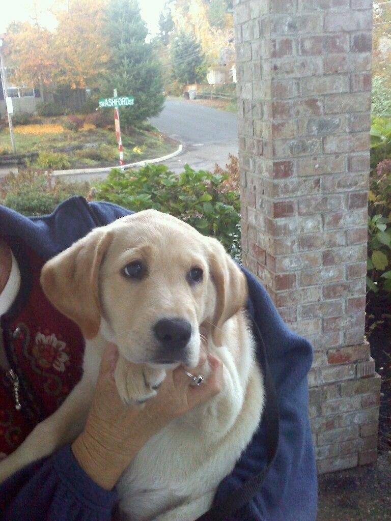 Olive, a 9 week old Guide Dog in Training.