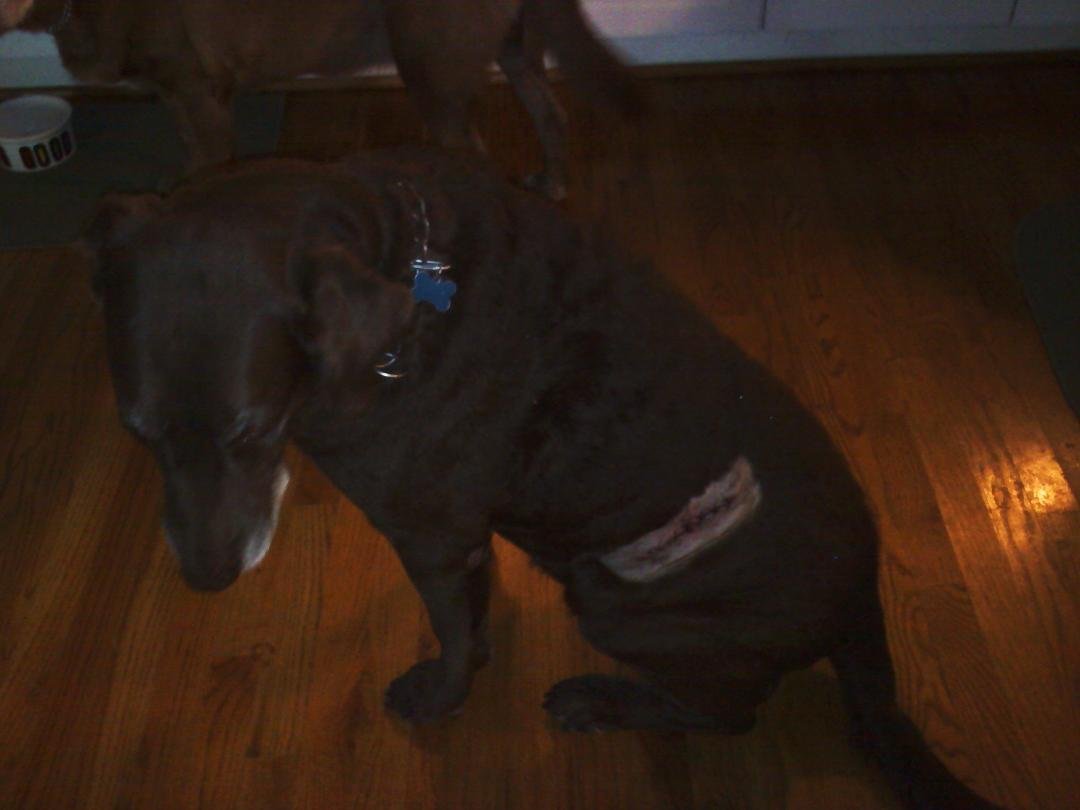 So - Summer came in from the back yard with this gash on side Tues nite at 10 ish and after several hours in Emerg Vet determined her own vet would be best so spent all day Wed in Vet getting surgery and finally home with u