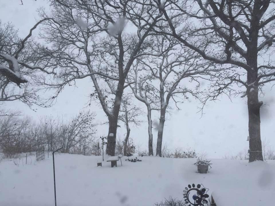 Look closely. The blackbirds came back a bit early.