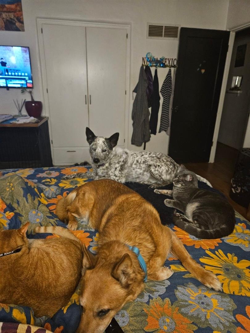 Are you feeding your dog one of the commercial "raw" or "gently cooked" diets like Marty's Meals, Ollie, Farmer's Dog, etc? If so, how do your dogs like it? Do you feed that exclusively or supplement dry food with the raw