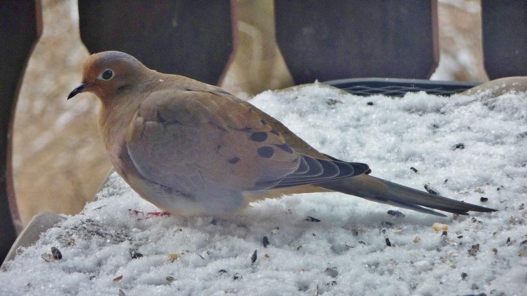 Mourning dove in the snow--Christmas Eve 2017