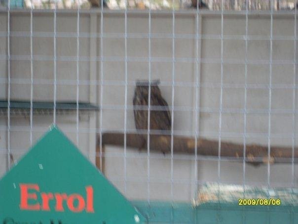 Great Horned Owl