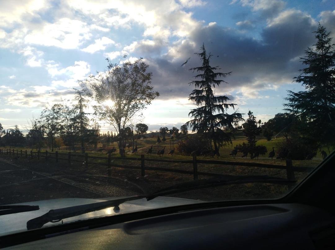 On way home yesterday they miss Thanksgiving