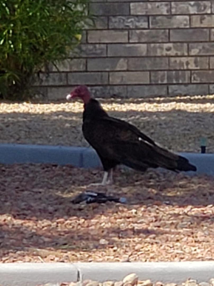 We saw this old buzzard having breakfast today just a few doors down from us. Must be new to the neighborhood.