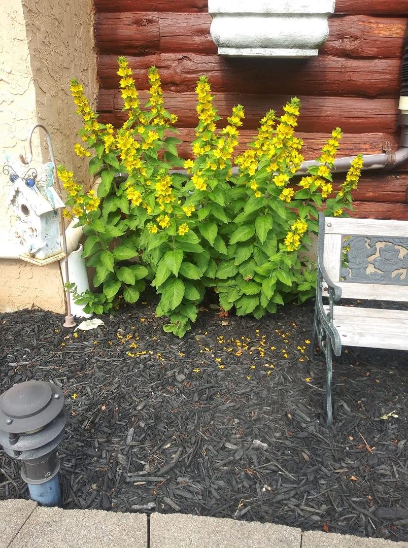 Can anyone tell me what plant this is? Or is it a weed.