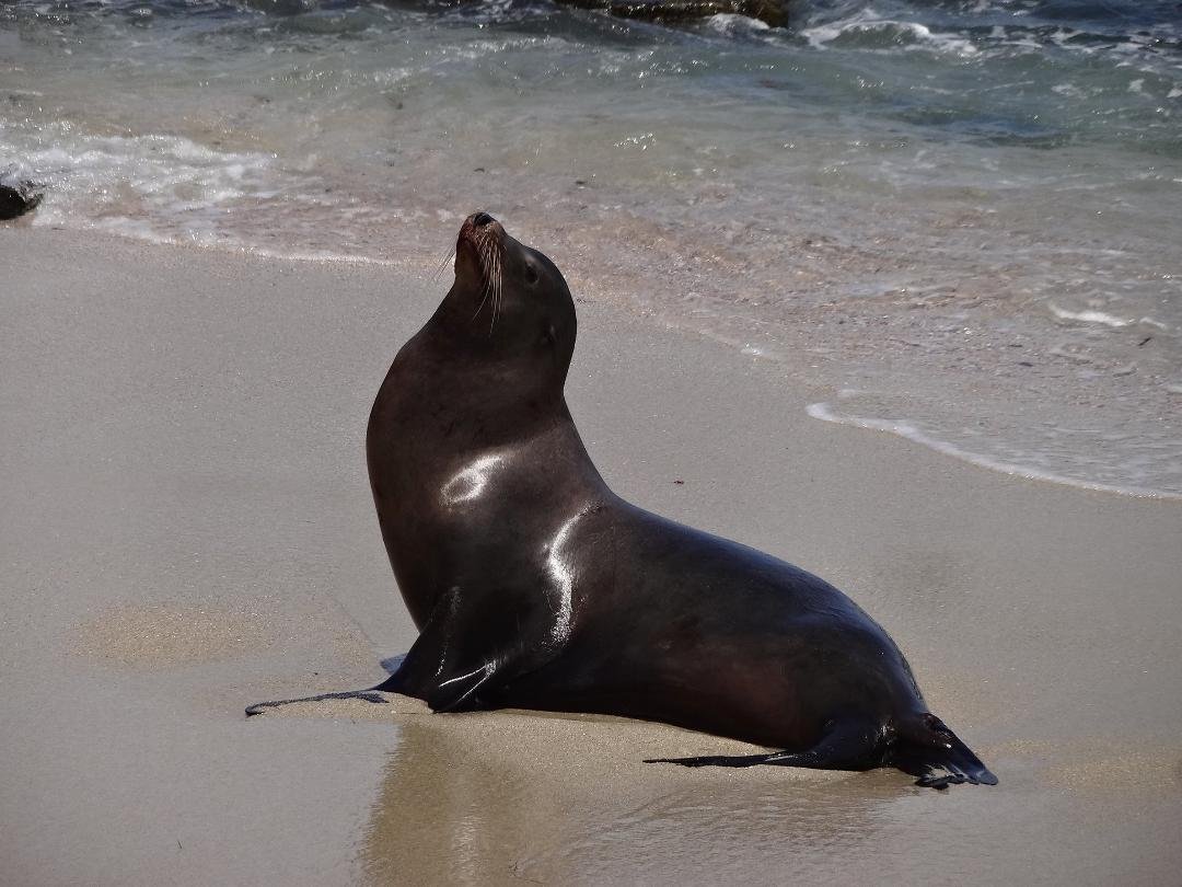 Michael Mueller's album, San Diego Trip