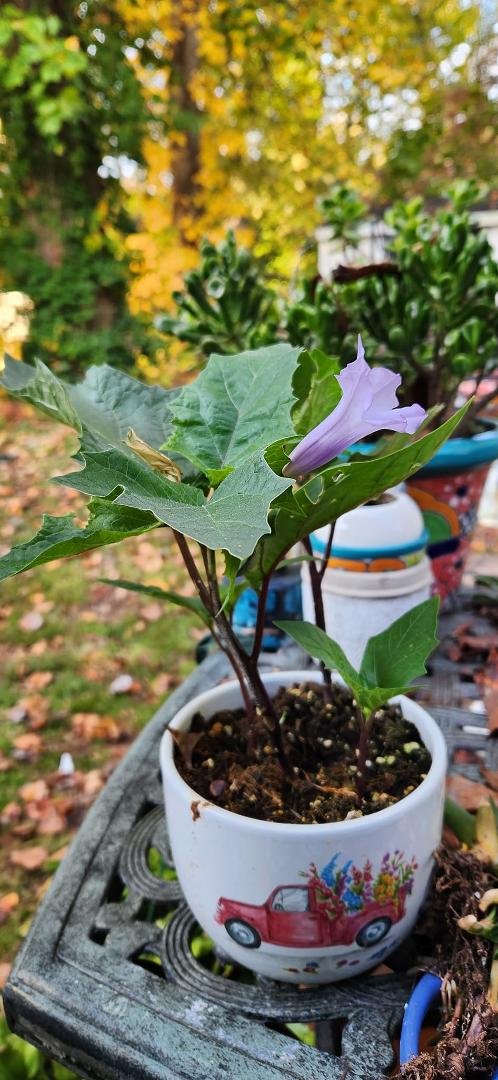 I planted Angel Trumpet seeds about two months ago. I hope it will make it in the house through the winter.