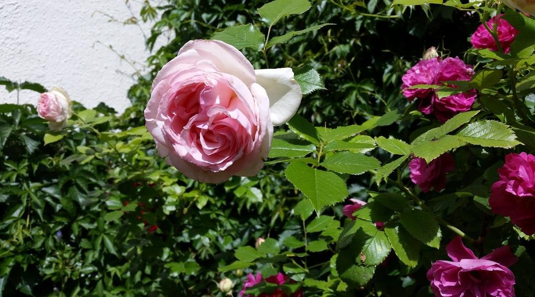 One of hundreds of various varieties in our yard.