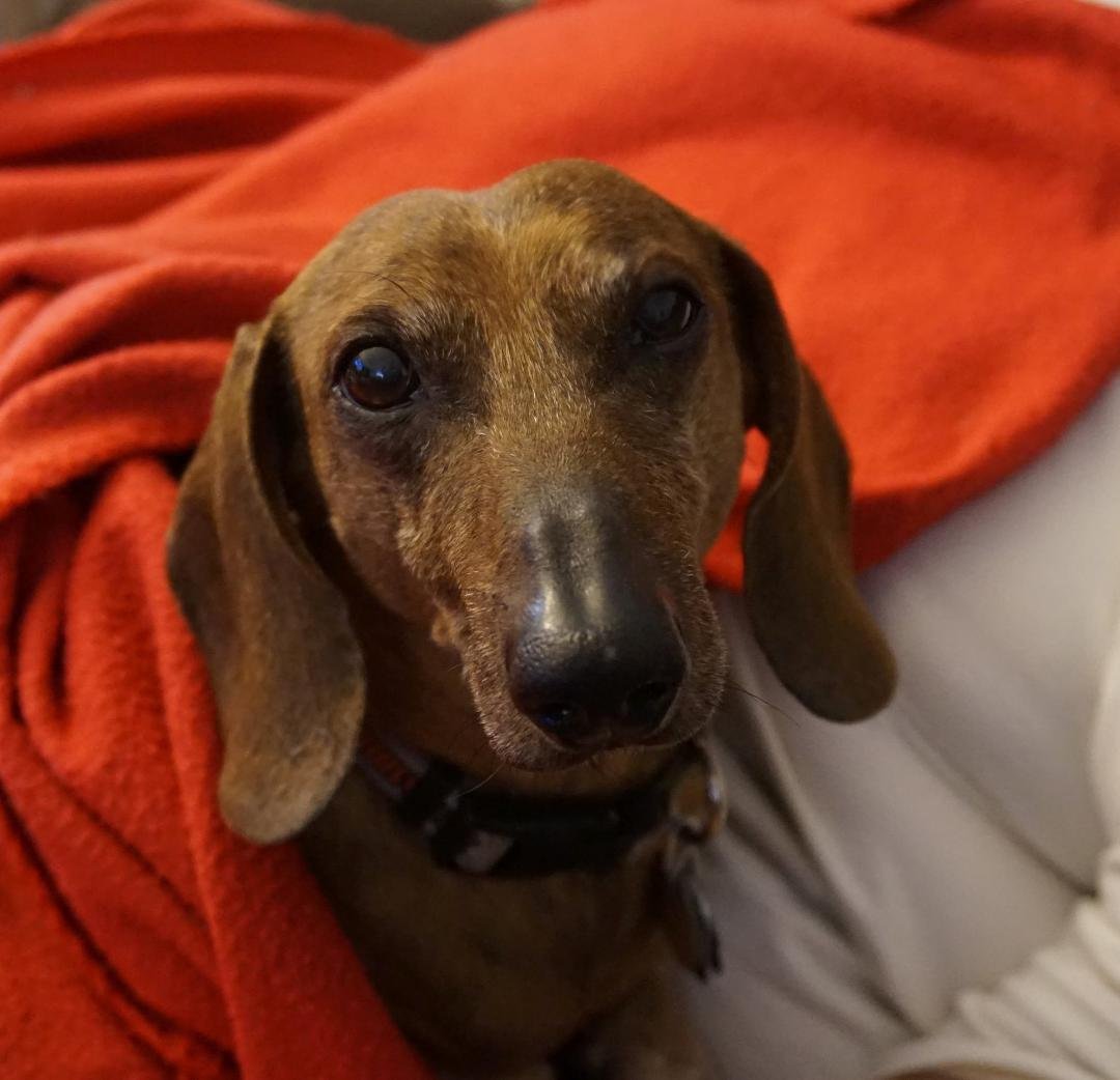 This is my sweet baby Oscar. I had him for 14 years and He will always be in my heart!