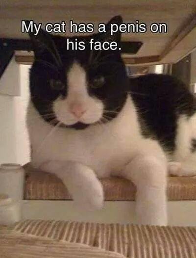Here you a cat that all lady's will like