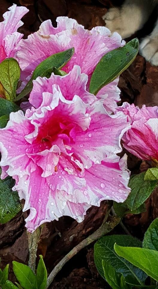 Judy Linderman's album, Mobile Uploads