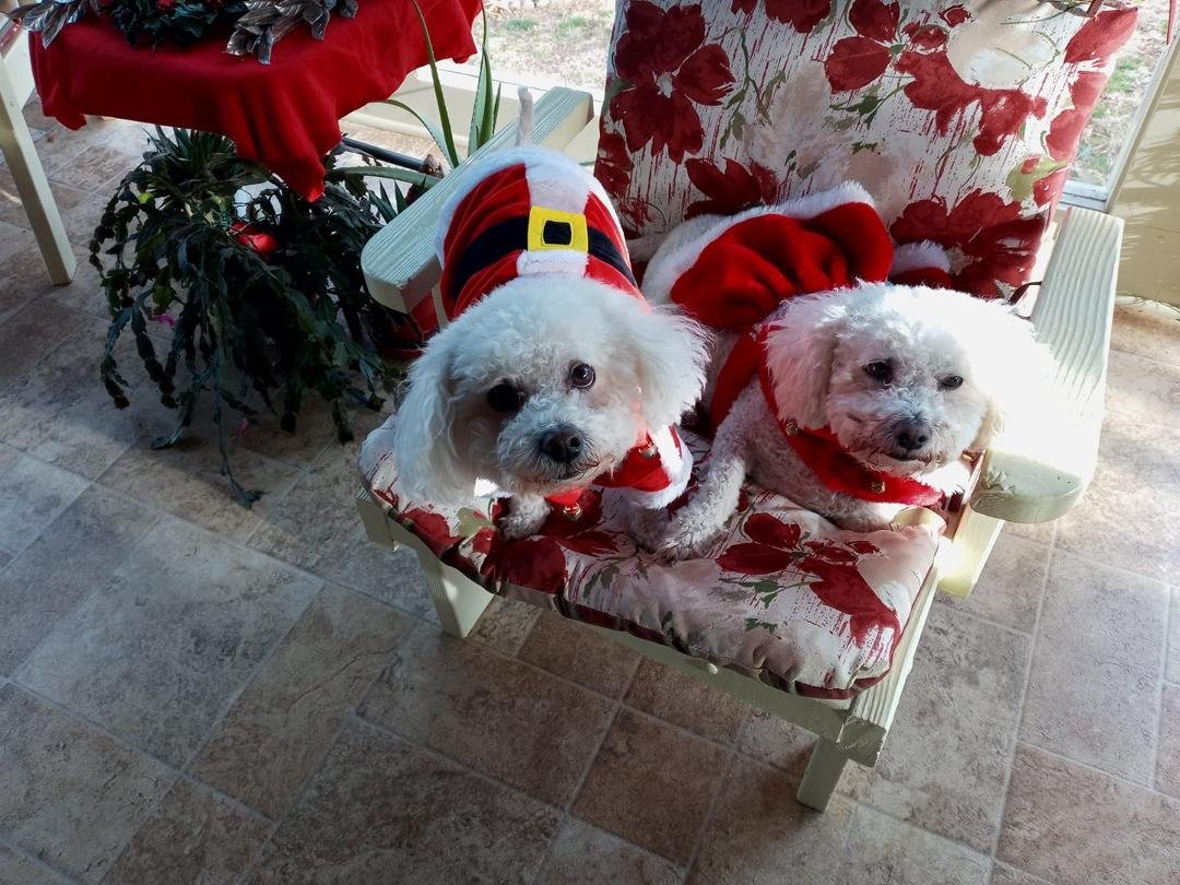 Jack and Jill say MERRY CHRISTMAS to all pair friends and family