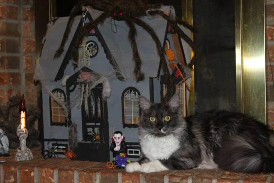 Arietta McGowan's album, Timeline photos