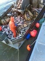 big day in Bristol Bay Alaska 19,000 lbs