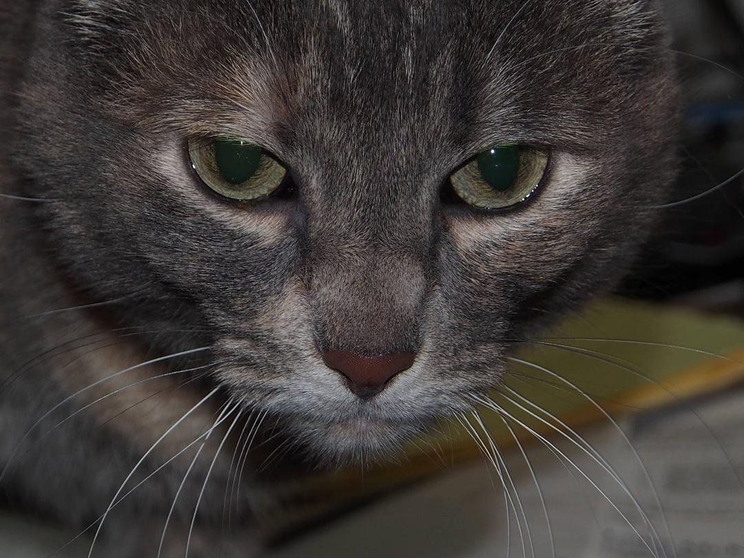 Other cat.