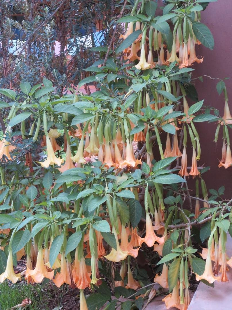 I love the night time fragrance from these beautiful Angel Trumpet flowers. This tree got frozen a few months ago during a cold spell and we thought it might die. It looked horrible and lost many branches although it has c