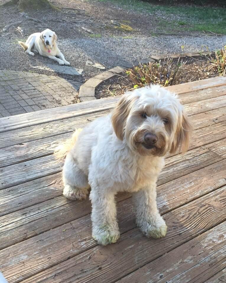 Waiting for me to throw her ball