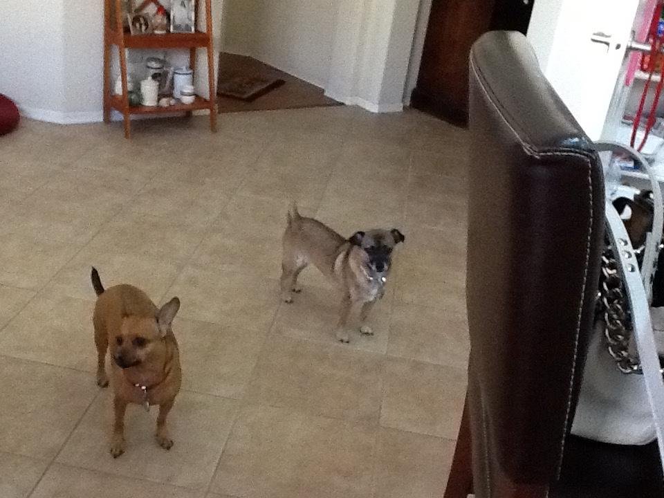 Sunday Dinner !
Shadow and Jax