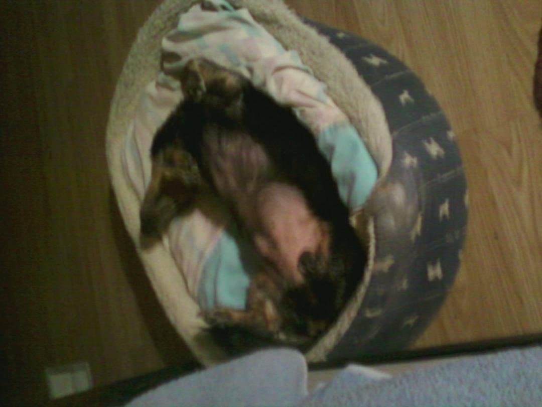 PLZ LIKE THIS PIC. THIS IS MY BABY CASEY SOUND ASLEEP