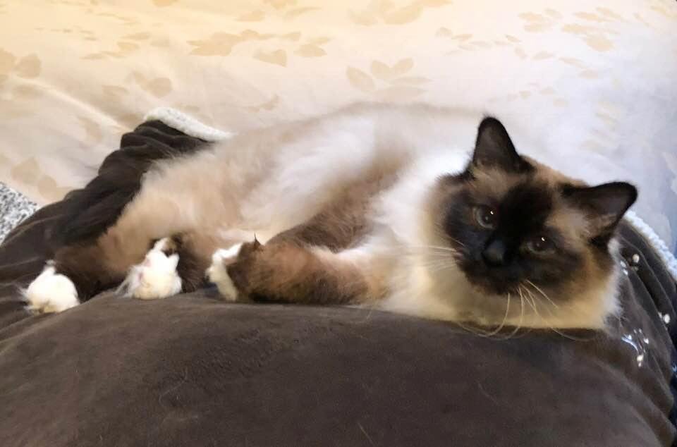 Kreme and Indy’s Miss Sassy is 3,years old today!!!