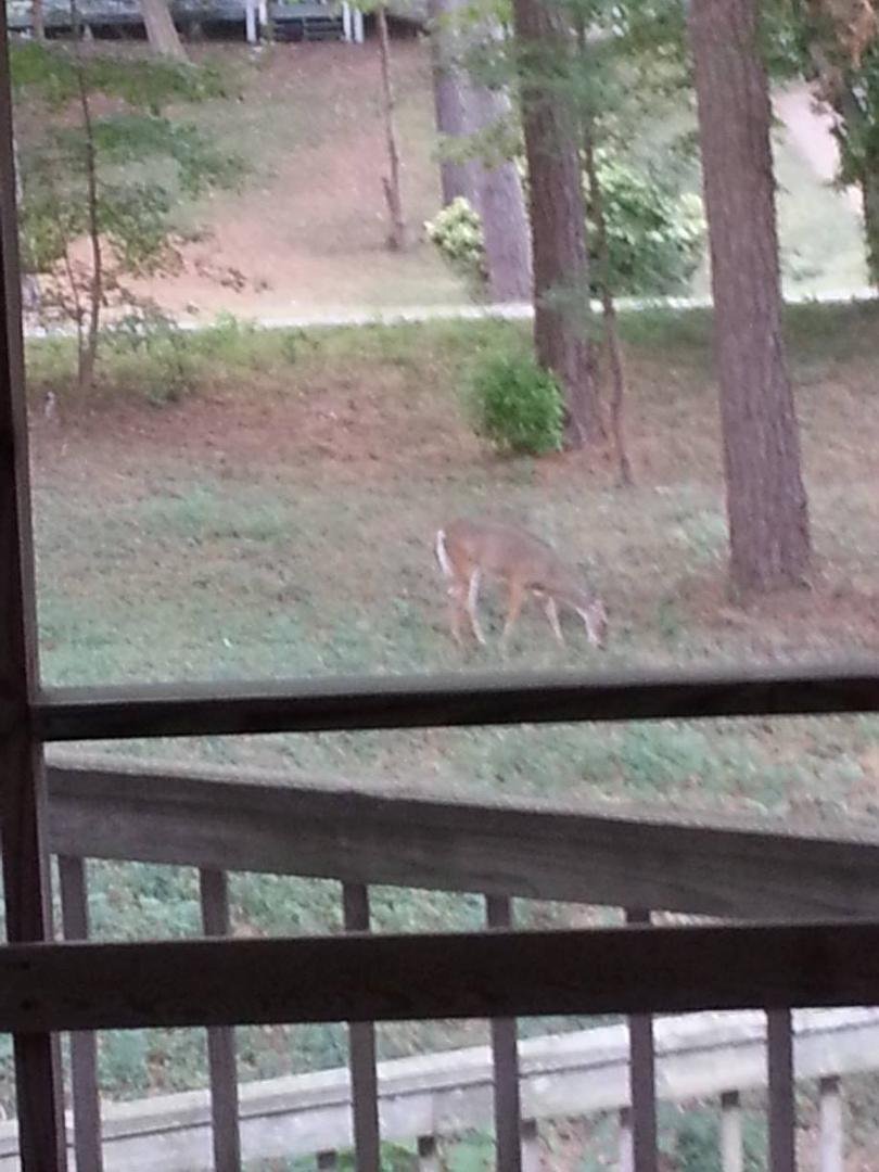 Early morning visitor