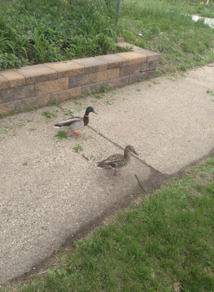 Ducks on our front sidewalk.