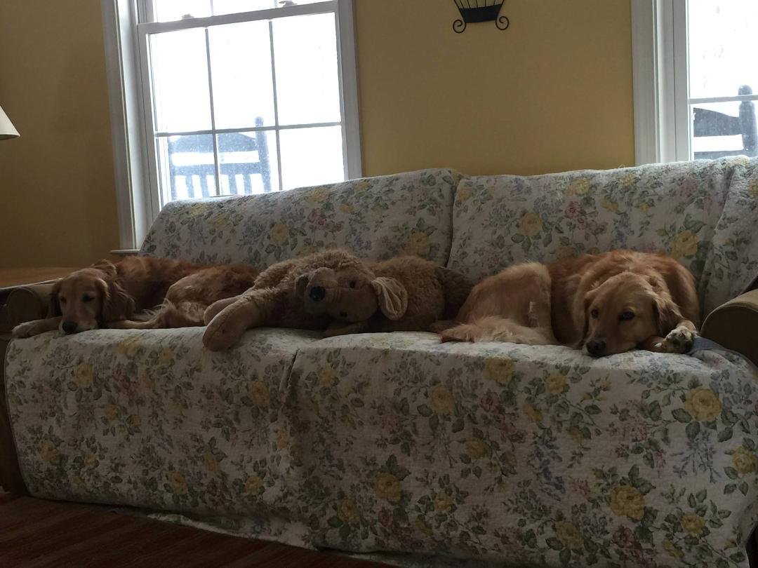 Ruby, Faux and Riley on the couch.