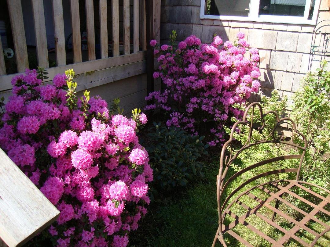 Azaleas in April