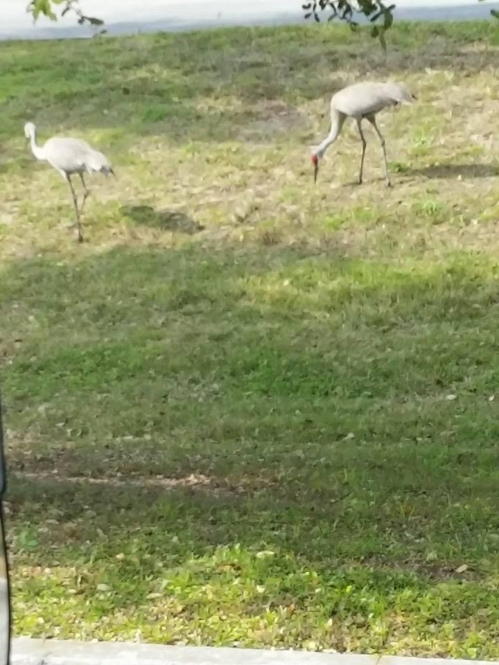 Big birds in Florida
