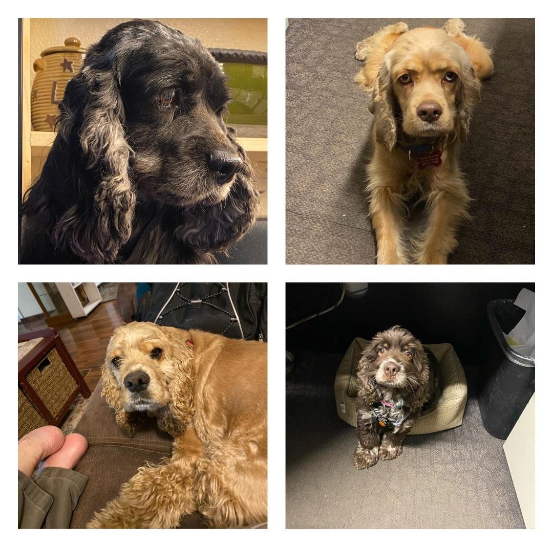 Kellie Dillon's album, Mobile uploads