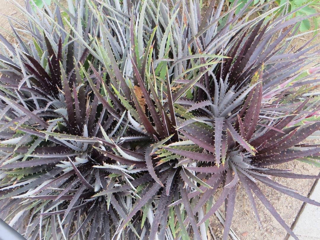 Succulents