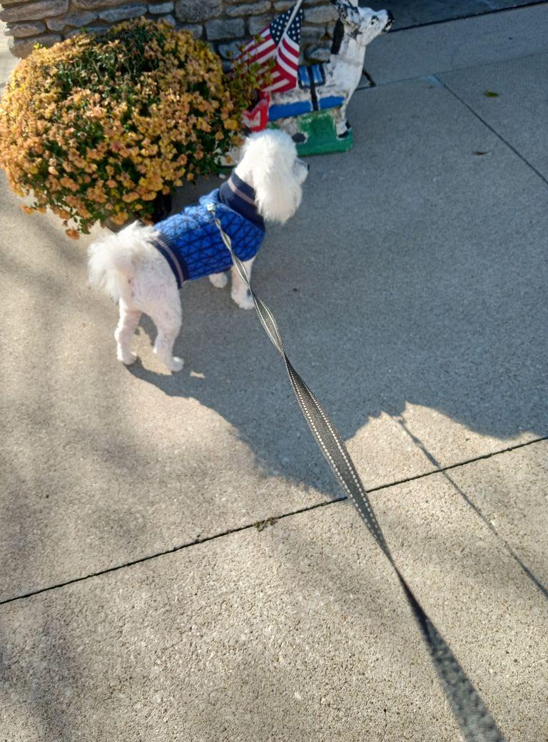 Rowdy in a sweater for the first time 💕