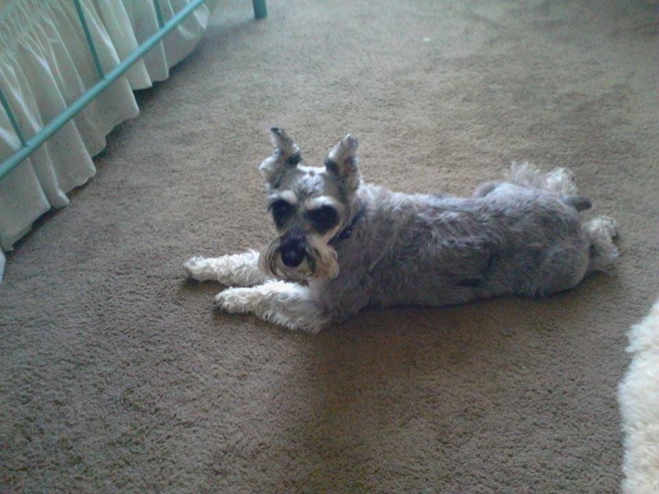 Otto after the dog park